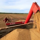 Baja en la cotización de la soja afectó al ingreso de divisas